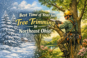 Arborist trimming a tree during seasonal transition in Northeast Ohio, showing winter snow and summer greenery — illustrating the best time of year for tree trimming.