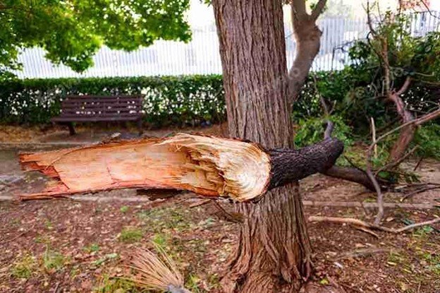 Split tree trunk posing a safety risk after heavy wind.