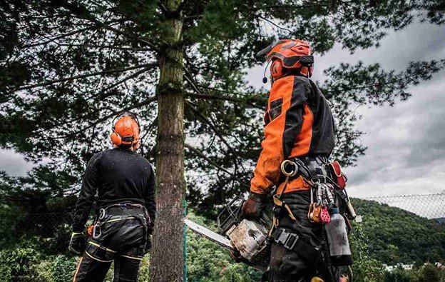 Two professional arborists wearing safety gear preparing for tree removal work near a large pine tree in Brecksville, Ohio.