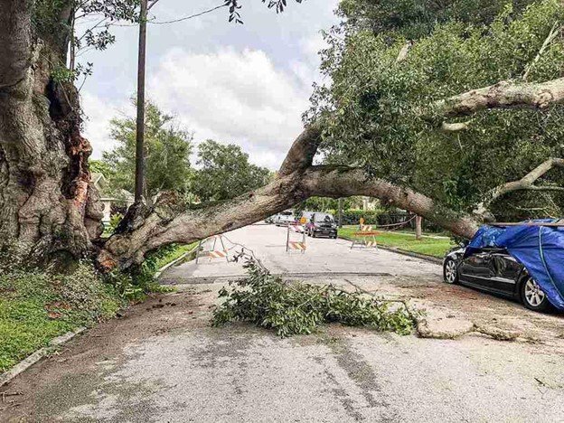 What To Do After a Storm Damages a Tree on Your Property
