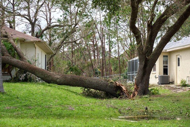 Large fallen tree blocking part of a residential yard after a storm.