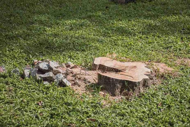 Stump Grinding vs Stump Removal: What’s Better for Your Brecksville Yard?